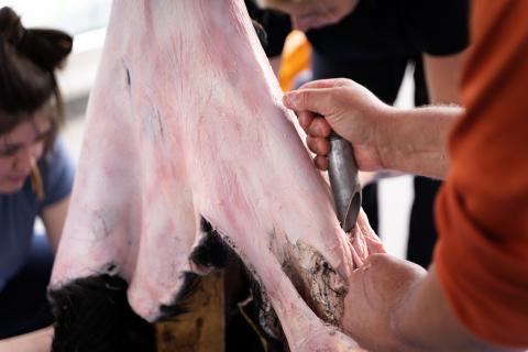 Fleshing the moose hide