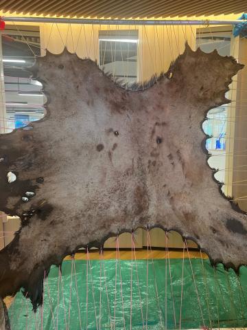 Fleshed Moose Hide Curing in PÎYÊSÎW WÂSKÂHIKAN