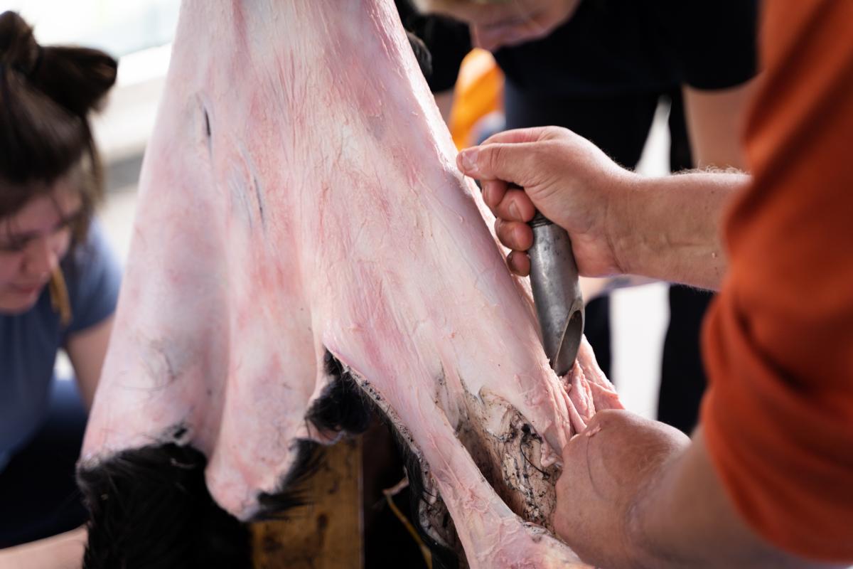 Fleshing the moose hide