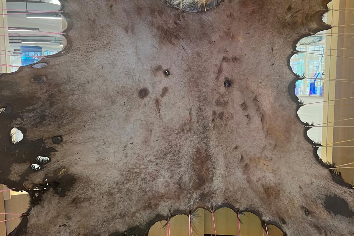 Fleshed Moose Hide Curing in PÎYÊSÎW WÂSKÂHIKAN